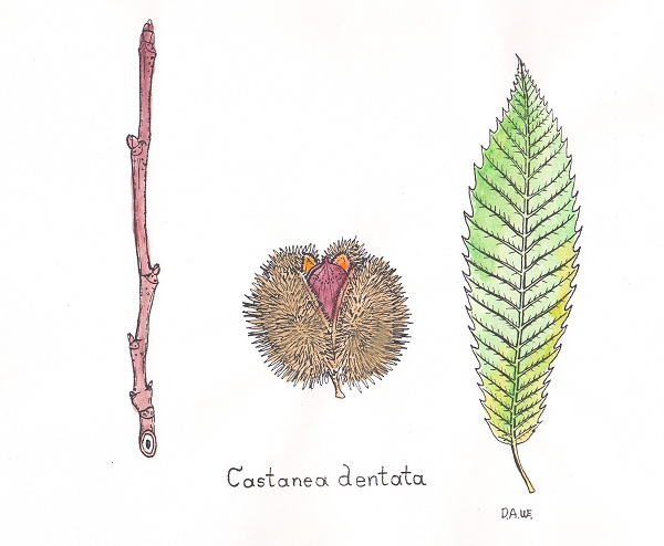 Castanea dentata