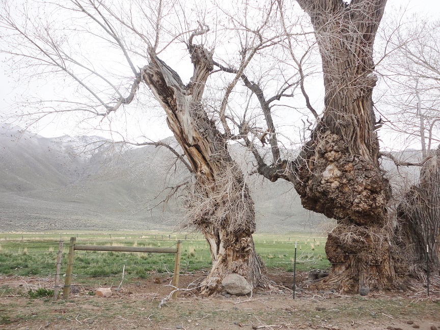 cottonwood trees in Nevada