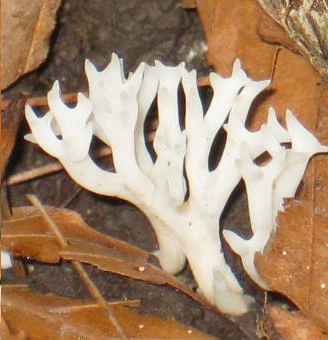 coral fungus: Ramariopsis kunzei