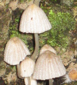 crumblecap: Coprinus disseminatus