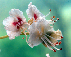 buckeye flower