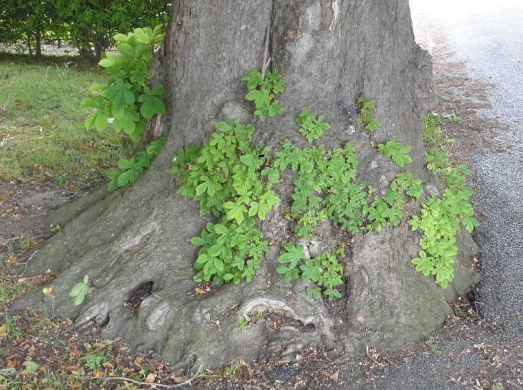 horse-chestnut epicormic shoots - in Dublin Ireland