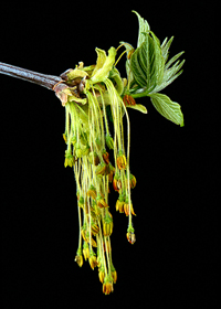 box-elder flowers