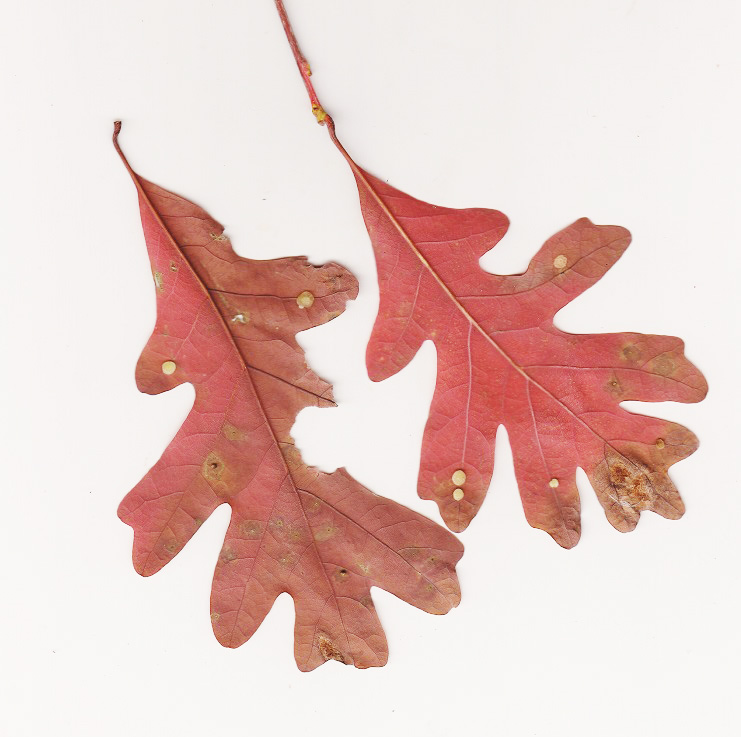 white oak leaf & galls